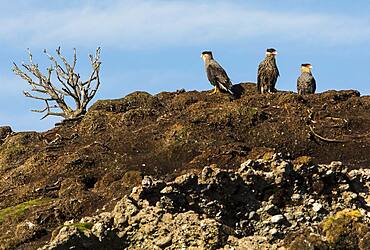 Traro (Caracara plancus), Tuckers Islets, Whiteside Canal, PN Alberto de Agostini, Tierra del Fuego, Patagonia, Chile