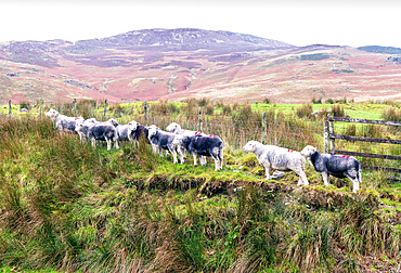 A flock of Herdwick sheep, native to the Lake District, near Buttermere, Cumbria, England, United Kingdom, Europe