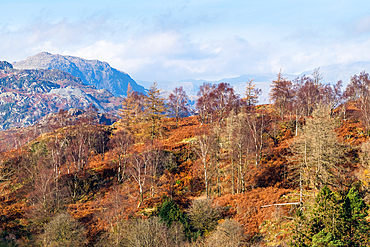 The Langdale Pikes above Tom Heights as seen from Tarn Hows, Lake District National Park, UNESCO World Heritage Site, Cumbria, England, United Kingdom, Europe