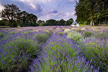 A beautiful Lavender Field in summer, Swettenham, Cheshire, England, United Kingdom, Europe