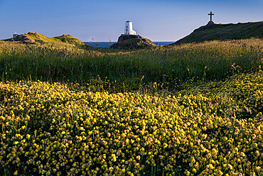 Twr Mawr lighthouse and wildflowers on Llanddwyn Island in summer, near Newborough, Anglesey, North Wales, United Kingdom, Europe