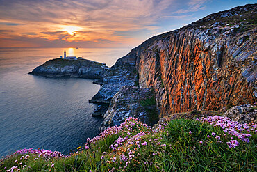 Wild flowers on the cliffs above South Stack lighthouse at sunset, South Stack, Anglesey, North Wales, United Kingdom, Europe