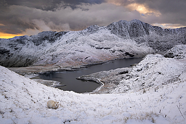 Welsh mountain sheep in the snows above Llyn Llydaw backed by Y Lliwedd in winter, Cwm Dyli, Eryri, Snowdonia National Park, North Wales, United Kingdom, Europe