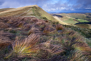 Colourful grasses and Cadair Berwyn, Berwyn Mountains, Denbighshire, North Wales, United Kingdom, Europe