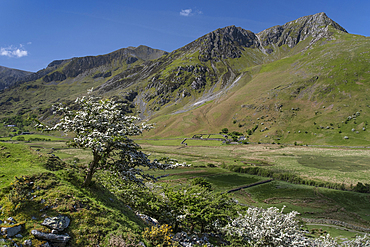 The Nant Ffrancon valley in spring backed by Foel Goch and the Glyderau mountains, Snowdonia National Park (Eryri), North Wales, United Kingdom, Europe