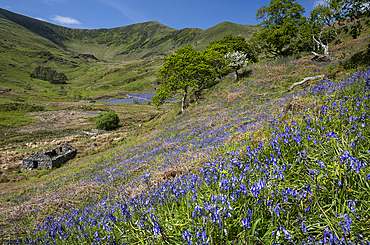 Bluebells (Hyacinthoides non-scripta) in Cwm Pennant backed by the Nantlle Ridge, Cwm Pennant, Snowdonia National Park (Eryri), Gwynedd, North Wales, United Kingdom, Europe