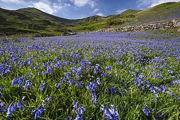 Bluebells (Hyacinthoides non-scripta) in Cwm Pennant backed by the Nantlle Ridge, Cwm Pennant, Snowdonia National Park, Eryri, Gwynedd, North Wales, UK