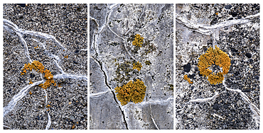 A Triptych of Lichens on Concrete Defences, Stokksnes Peninsula, Southern Iceland, Europe