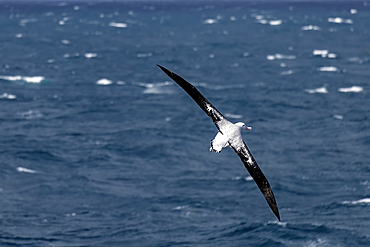 Wandering Albatross on the Southern Ocean near Drake's Passage close to the Antarctic Peninsula, Antarctica, Polar Regions