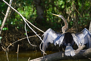 Australasian darter bird (Anhinga novaehollandiae), snake bird spreading wings, Australasian Darter drying wings, Poovar island, Kerala, India, Asia