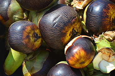 Tal palm (Borassus flabellifer) (nungu) (taad gola ice apple) (doub) (toddy palm) (lontar palm) (palmyra palm), edible fruit rich in vitamins, Mandi, India, Asia