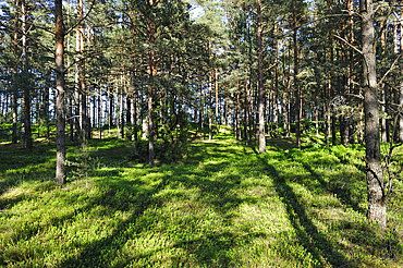 Coastal pine forest at Kemeri, Jurmala, Gulf of Riga, Latvia, Baltic region, Europe