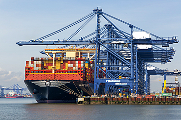 The world's largest ship, MSC Loreto, at quayside with gantry cranes, Port of Felixstowe, Suffolk, England, United Kingdom, Europe