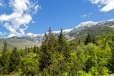 Snow capped peak of Mount Cika viewed through hillside forest trees, near Dhermi, Albania, Europe