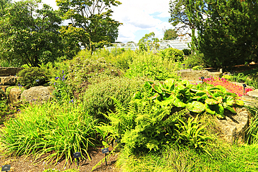 Plants in rockery area Kew Gardens, Royal Botanic Gardens, UNESCO World Heritage Site, Kew, London, England, United Kingdom, Europe