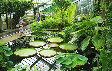 Tropical rainforest environment inside the Princess of Wales conservatory, Royal Botanic Gardens, UNESCO World Heritage Site, Kew, London, England, United Kingdom, Europe