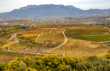 Autumn landscape looking over fields of grape vines, looking from Briones, La Rioja Alta, Spain, Europe