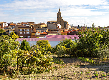 Historic buildings and Church of the Ascension in village of San Asensio, La Rioja Alta, Spain, Europe