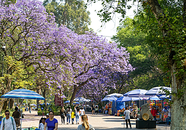 Jacaranda mimosifolia trees in flower, Bosque de Chapultepec Park, Mexico City, Mexico, North America