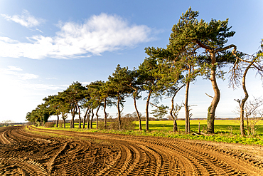 A line of Scots pine trees marking a field boundary in the countryside, Shottisham, Suffolk, England, United Kingdom, Europe