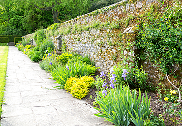 Sunny border planting, Dartington Hall gardens, Dartington estate, south Devon, England, United Kingdom, Europe