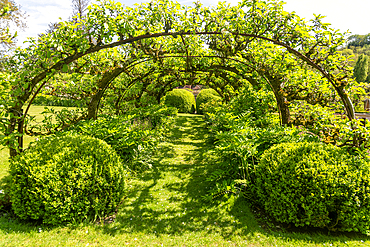 Apple tree tunnel Heale House and gardens, Middle Woodford, Salisbury, Wiltshire, England, UK