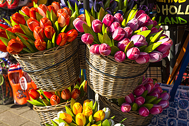 Souvenir wooden tulip flowers on sale outside a tourist shop, Rotterdam, Netherlands