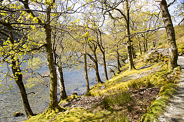 Lakeside woodland, Lake Buttermere, Lake District national park, Cumbria, England, UK