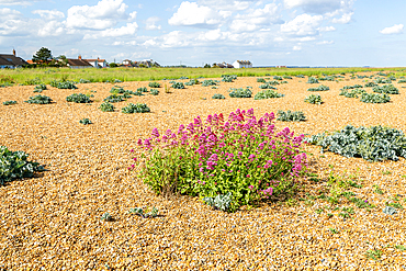 Valerian flowering , Valeriana officinalis, growing vegetated shingle beach, Shingle Street, Hollesley, Suffolk, England, UK