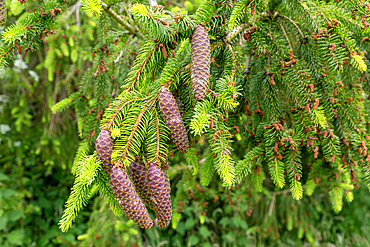 Close-up of Norway spruce tree, Picea abies, leaves and cones, Sutton, Suffolk, England, UK