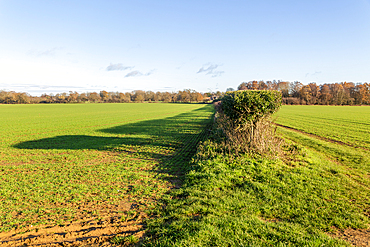 Long shadow cast in field by a hedgerow due to low angle winter sun, Sutton, Suffolk, England, UK