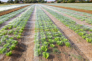 Rows of lettuce crop protected by netting growing in field, Bawdsey, Suffolk, England, UK