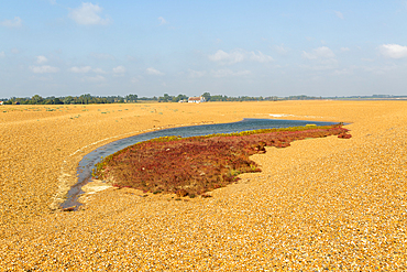 Vegetation colonising lagoon formed on beach at Shingle Street, Hollesley Suffolk, England, UK