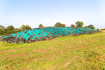 Silage clamp covered by tarpaulin weighed down by tyres, Hollesely, Suffolk, England, UK