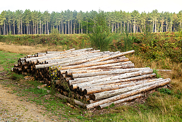 Pile of felled tree logs with conifer forestry plantation in background, Rendlesham Forest, Suffolk, England, UK