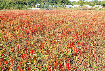 Red stalks of harvested buckwheat crop, Maple Farm organic farm, Kelsale, Suffolk, England, UK