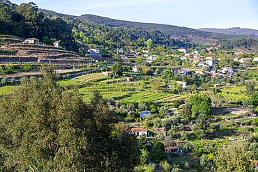 Countryside landscape of small farms and grapevines, Tresouras, near Mesão Frio, River Douro valley, Portugal, Europe