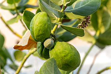 Sodom Apple tree, Giant Milkweed Asclepias, Calotropis Procera, Isla Mujeres, Caribbean Coast, Cancun, Quintana Roo, Mexico, North America