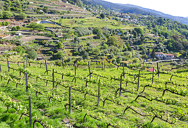 Countryside landscape of small farms and grapevines, Tresouras, near Mesão Frio, River Douro valley, Portugal, Europe
