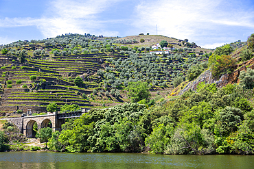 Quinta do Roncão vineyard on steep hillside, River Douro, Casal de Loivos, near Pinhao, Alto Douro, Portugal, Europe