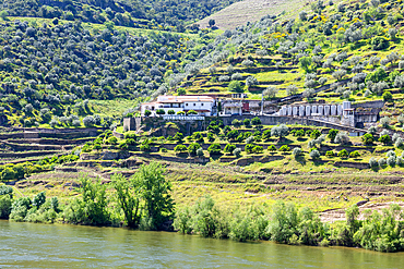 Quinta Casa Do Castelinho winery, near S.J. de Pesqueira, River Douro valley, Alto Douro, near Pinhao, Portugal, Europe