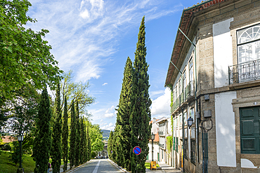Historic buildings cypress trees street, Largo Martins Sarmento, city of Guimaraes, northern Portugal, Europe
