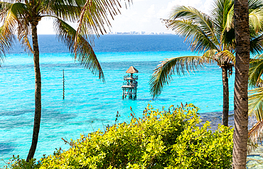 Palm trees at Garrafon Natural Reef Park, Isla Mujeres, Caribbean Coast, Cancun, Quintana Roo, Mexico, North America