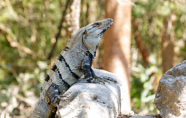 Black Spiny-tailed Iguana (Ctenosaura similis), Chichen Itza, Yucatan, Mexico, North America