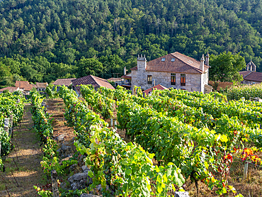 Grapes growing on grapevines, Ribeiro wine region, Pazos de Arenteiro, Boboras, Ourense province, Galicia, Spain, Europe