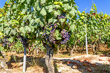 Grapes growing on grapevines, Ribeiro wine region, Pazos de Arenteiro, Boboras, Ourense province, Galicia, Spain, Europe