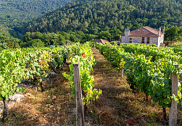 Grapes growing on grapevines, Ribeiro wine region, Pazos de Arenteiro, Boboras, Ourense province, Galicia, Spain, Europe