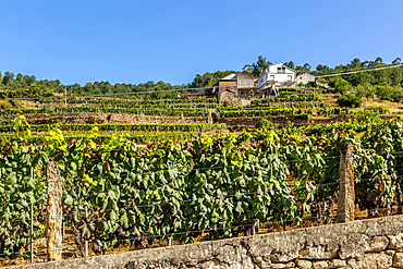 Grapes growing on grapevines, Ribeiro wine region, Pazos de Arenteiro, Boboras, Ourense province, Galicia, Spain, Europe