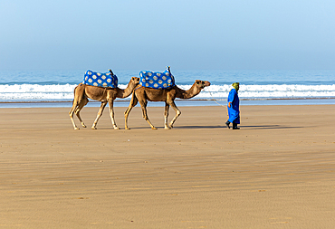 Two camels on sandy beach at Taghazout, Morocco, North Africa, Africa