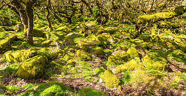 Trees in upland oakwood, moss covered granite boulders, Wistman's Wood, Dartmoor, south Devon, England, United Kingdom, Europe